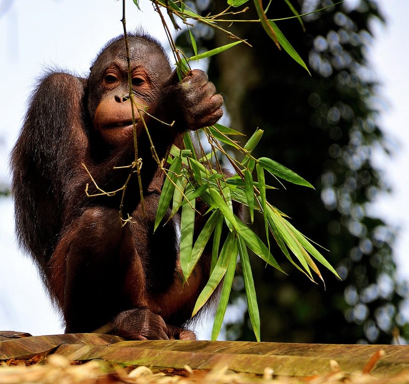 Borneo Rainforest
