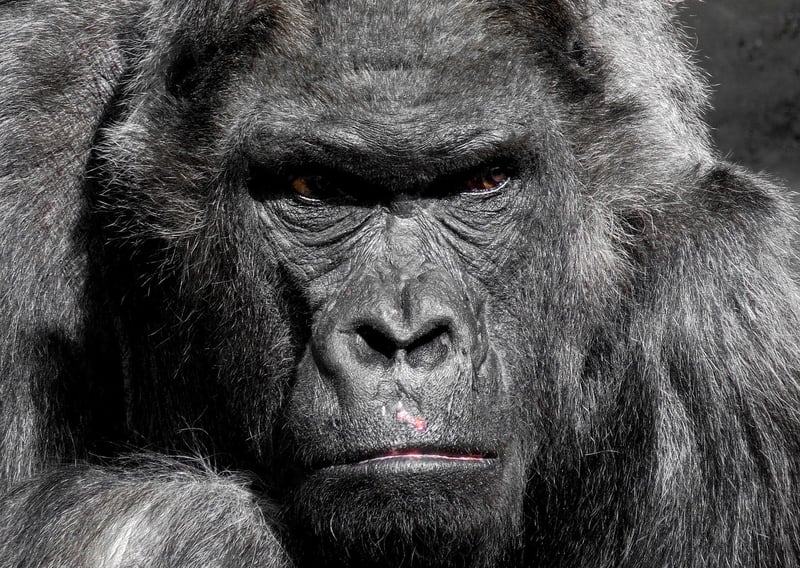 Congo Basin