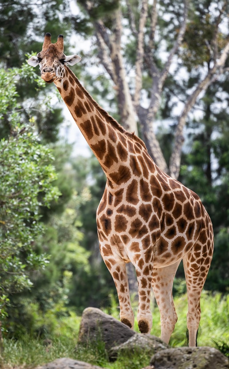 Safari Adventure